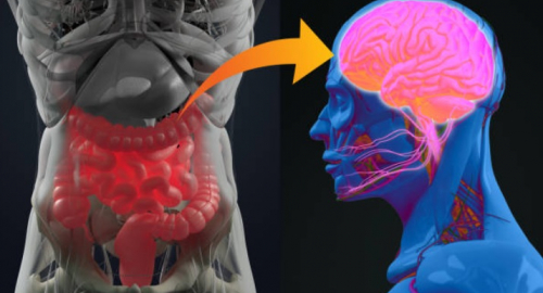 Asse intestino-cervello e neuroinfiammazione: il ruolo della permeabilit intestinale e del percorso della chinurenina nei disturbi neurologici